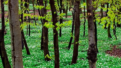 Lille Ørnebjerg lejrplads, Møns Klint - Møn